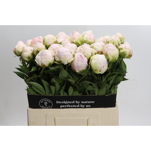 Paeonia Mothers Choice