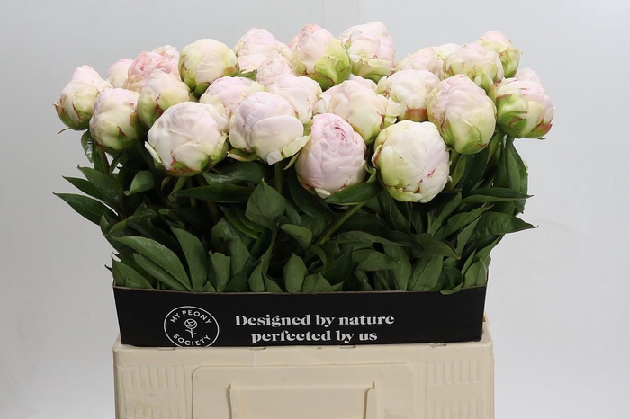 <h4>Paeonia Mothers Choice</h4>