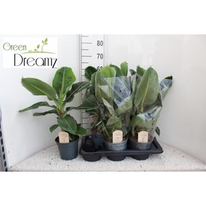 MUSA OV