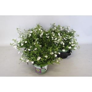 Lobelia White