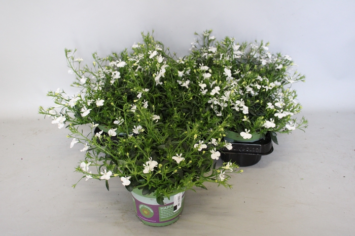 <h4>Lobelia White</h4>