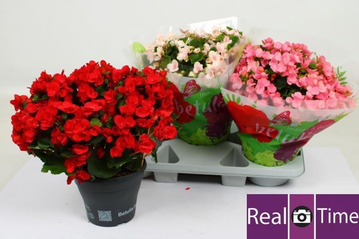 <h4>BEG EN BETULIA GEM</h4>
