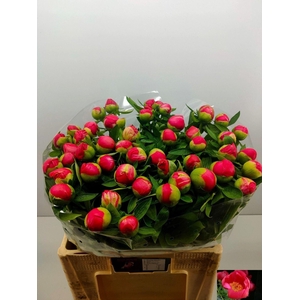 PAEONIA FLAME