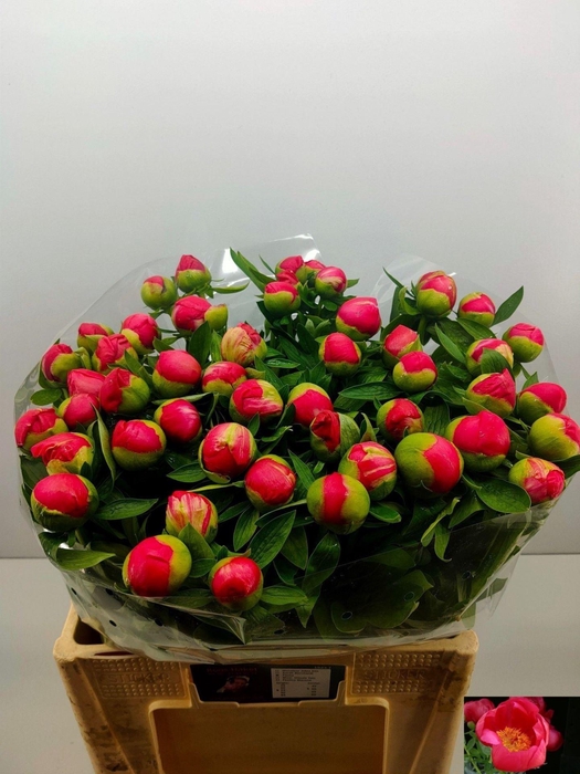 <h4>PAEONIA FLAME</h4>