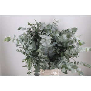 Euca Cinerea 300gr P Bunch