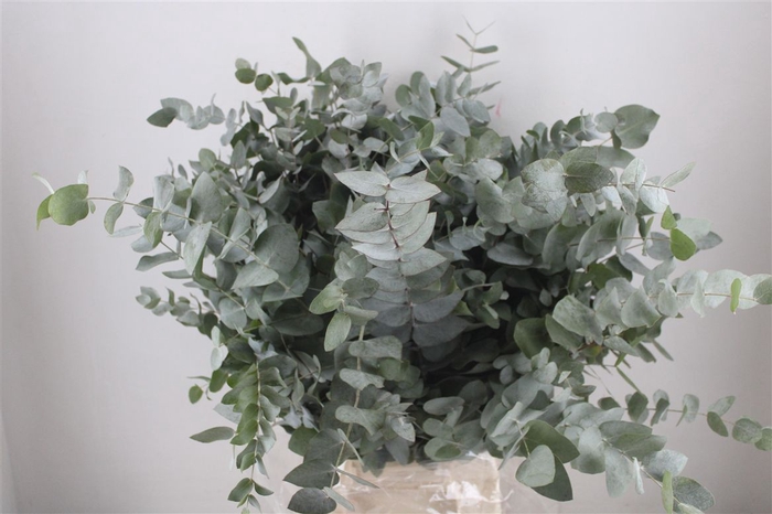 <h4>Euca Cinerea 300gr P Bunch</h4>