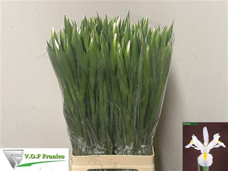 <h4>Iris Casablanca</h4>