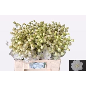 DELPH DU CENT WHITE