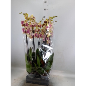 Phalaenopsis  'Exotic Punch'