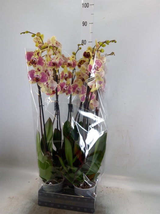<h4>Phalaenopsis  'Exotic Punch'</h4>