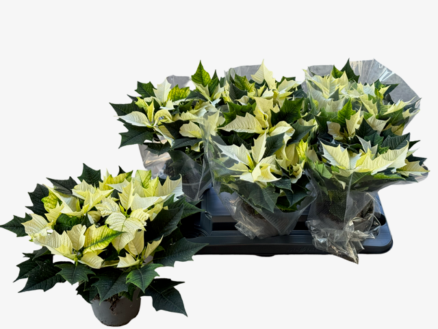 <h4>EUPHOR P ALASKA</h4>