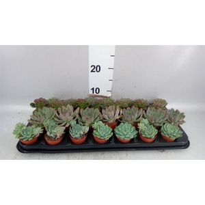 Echeveria   ...mix
