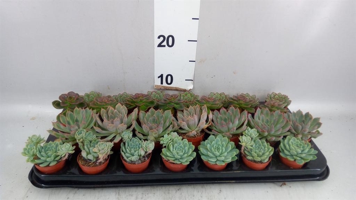 <h4>Echeveria   ...mix</h4>