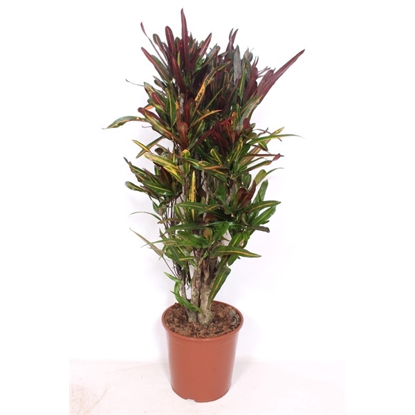 <h4>Codiaeum Mammi (Croton Mammi)</h4>