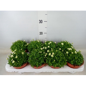 Saxifraga arend. 'Touran White'