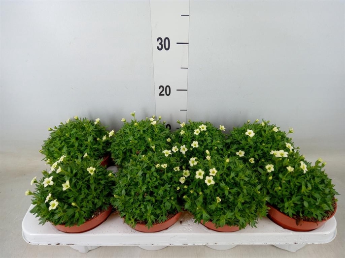 <h4>Saxifraga arend. 'Touran White'</h4>