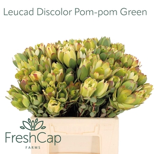 Leucad Discolor Pom-pom Green Spray