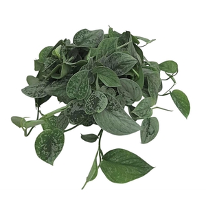 Scindapsus Pictus Silvery Ann Bush