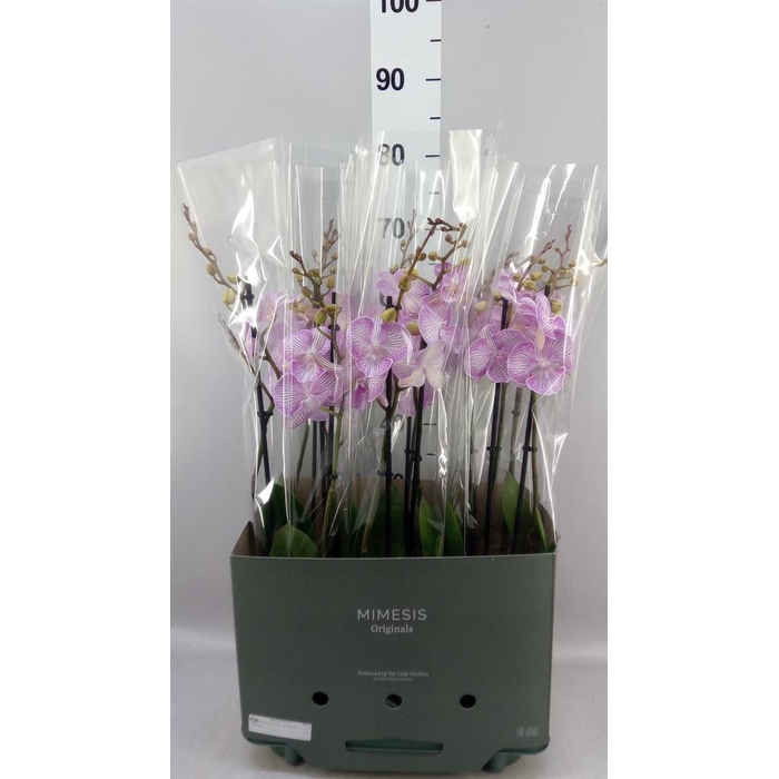<h4>Phalaenopsis   ...</h4>