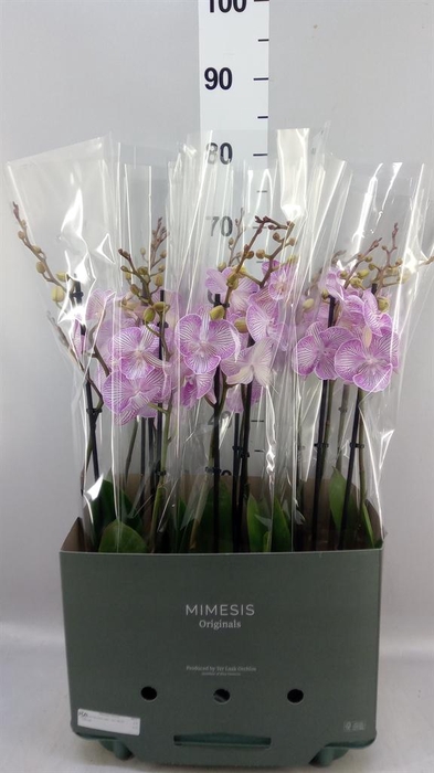Phalaenopsis   ...