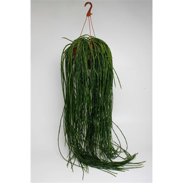 <h4>Rhipsalis Paradoxa Minor</h4>