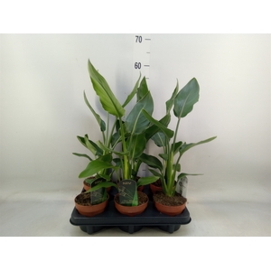 Strelitzia reg.   ...no flowers