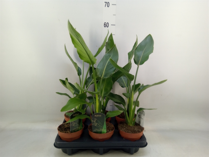 <h4>Strelitzia reg.   ...no flowers</h4>