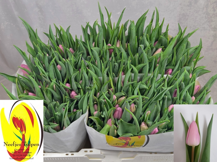 <h4>TU EN AAFKE</h4>