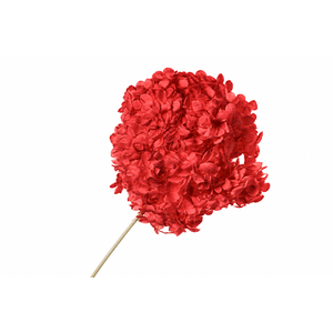 Dried Bleached Hydrangea Anna Red