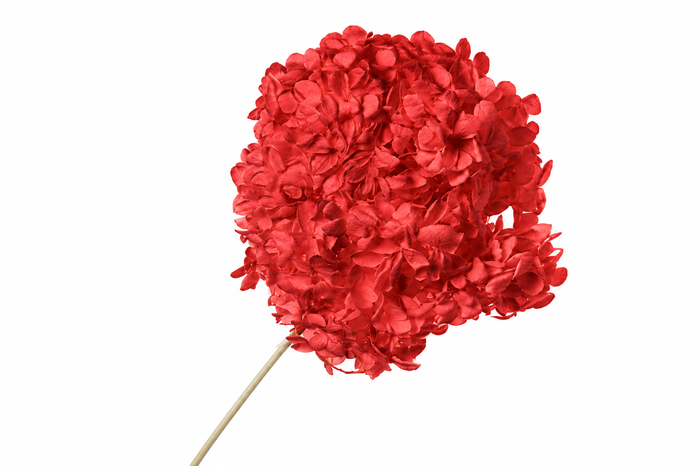 <h4>Dried Bleached Hydrangea Anna Red</h4>