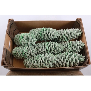 Wax Sugar Pine Snow Groen Mint