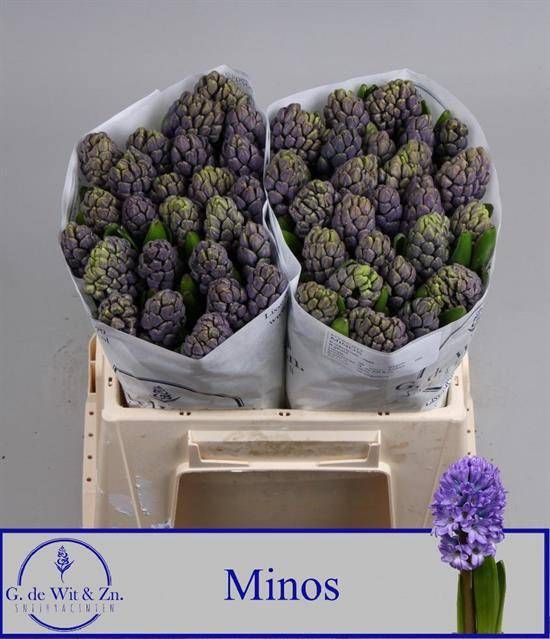 <h4>HYAC MINOS</h4>