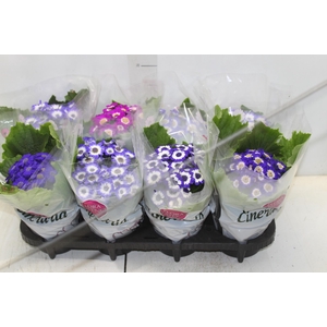 ALOCASIA SINUATA P12