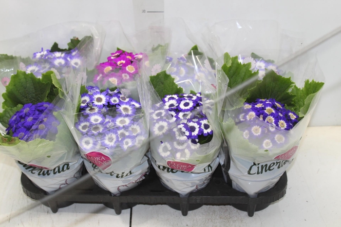 <h4>ALOCASIA SINUATA P12</h4>