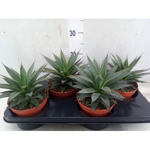 Agave  'Shaka Koko'