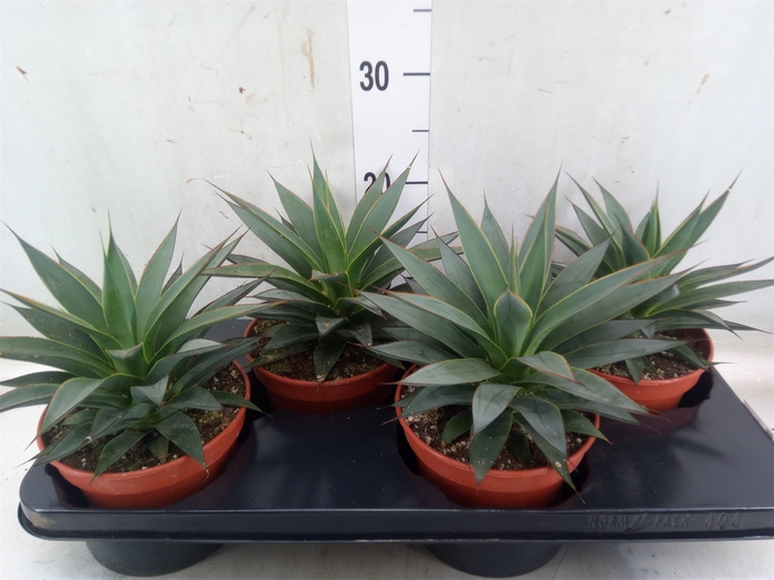 <h4>Agave  'Shaka Koko'</h4>