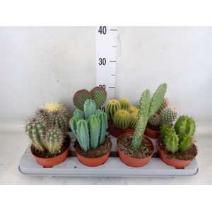Cactus   ...mix