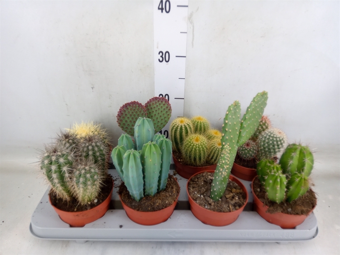 <h4>Cactus   ...mix</h4>