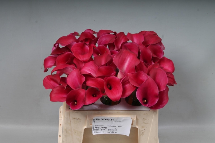 <h4>ZANT PINK JEWEL</h4>