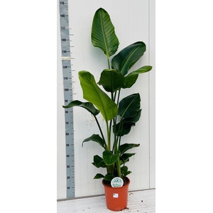 STRELITZIA NICOLAI