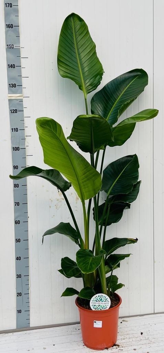 <h4>STRELITZIA NICOLAI</h4>