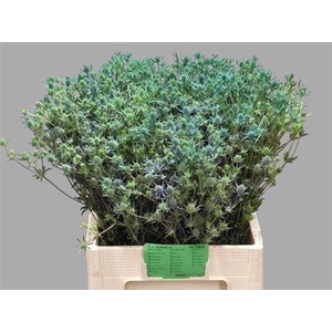 Eryngium Pl Blue Glitter