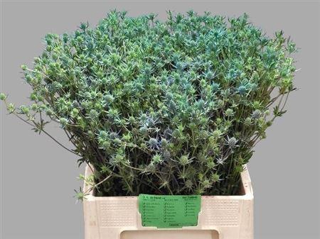 <h4>Eryngium Pl Blue Glitter</h4>