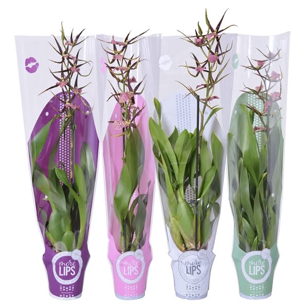 <h4>MoreLIPS® Brassia 'Shelob Tolkien' paars 1 tak met witte, paarse, roze en groene showhoes</h4>