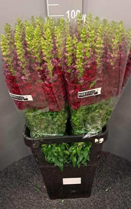 <h4>Antir Antibes Red</h4>