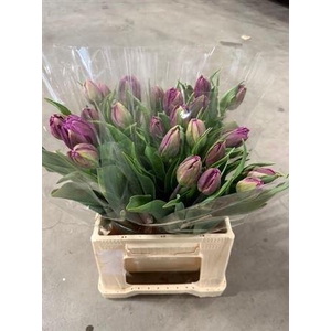 Tu Du Negrita Double