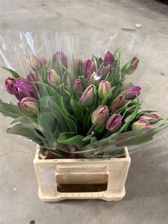 <h4>Tu Du Negrita Double</h4>