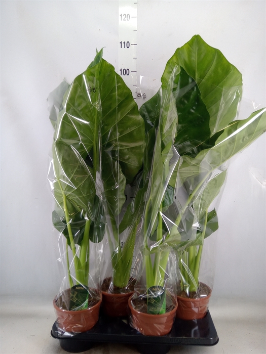 <h4>Alocasia macrorrhiza</h4>