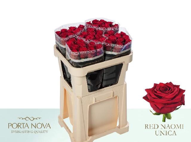 Rosa la red naomi! Unica Porta Nova