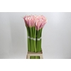 Zantedeschia Eydolls Pink
